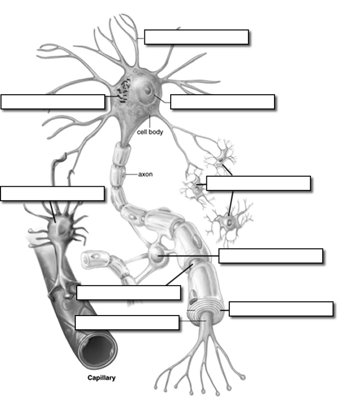 12 Best Images of Neuron Worksheet S - Label Neuron Blank ...