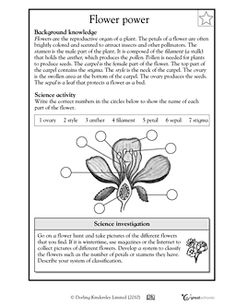 Parts of a Flower 6th Grade Worksheets