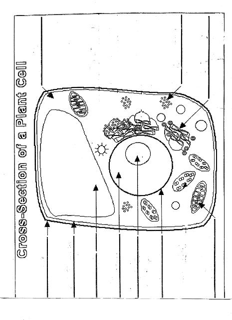 16-best-images-of-blank-cells-and-organelles-worksheet-blank-animal