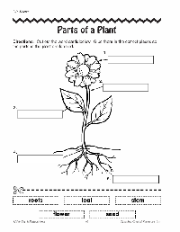 Flower Plant Parts Worksheet