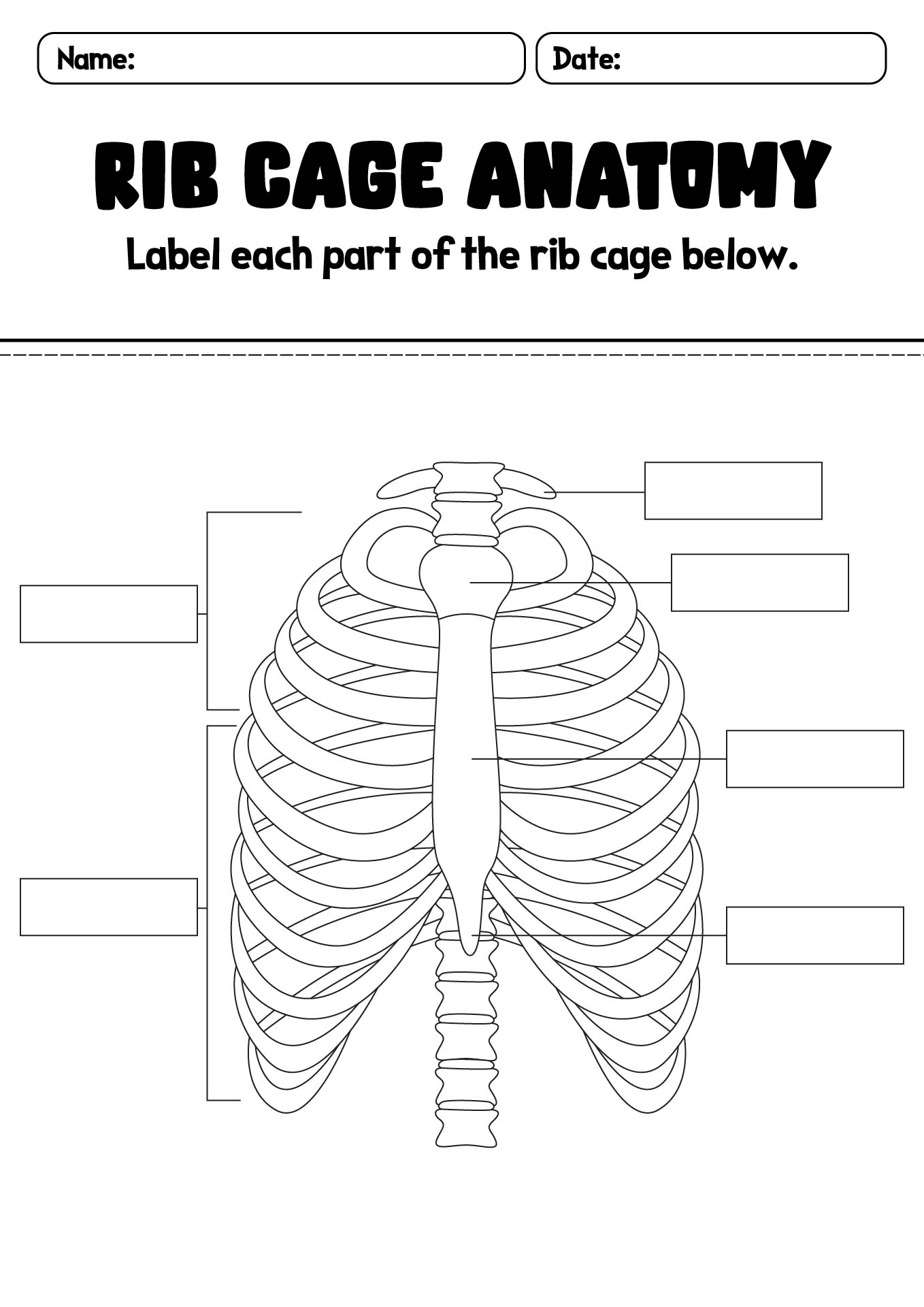 15 Best Images of Anatomy And Physiology Worksheet Packets - The