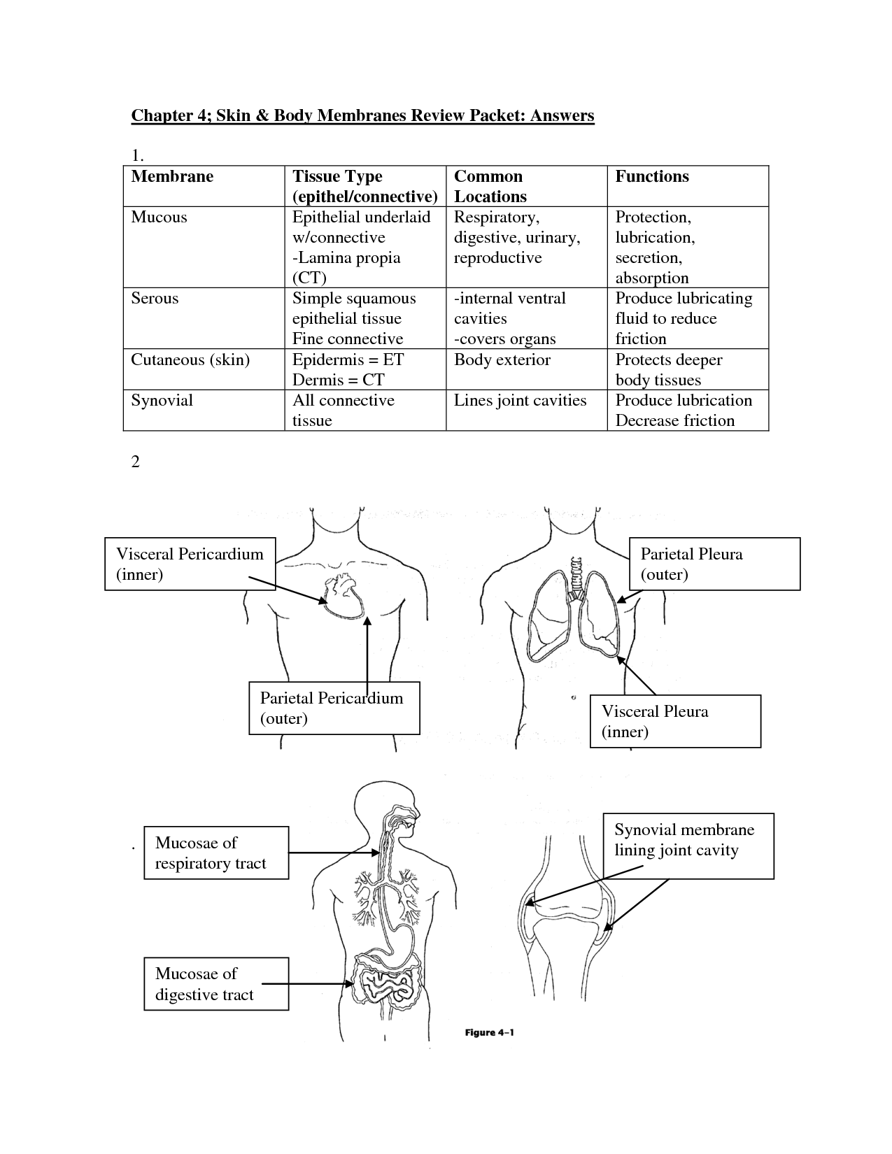 Integumentary System Worksheet Answers