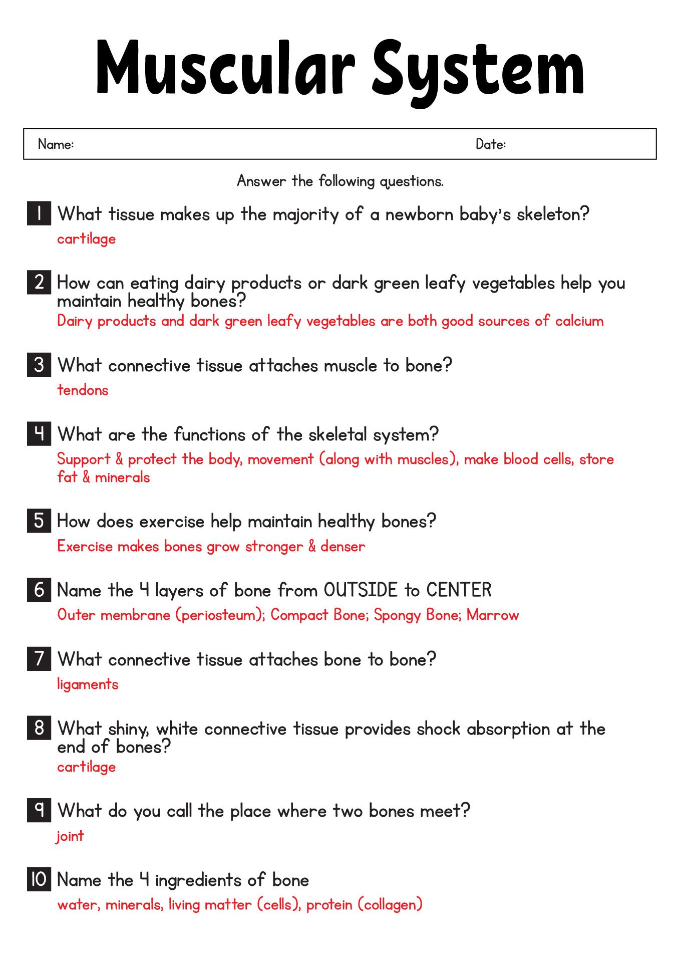 Muscle System Worksheet Answers