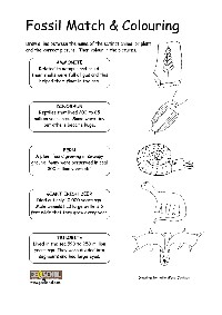 Fossil Activity Worksheet