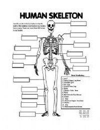 Skeletal System Worksheets