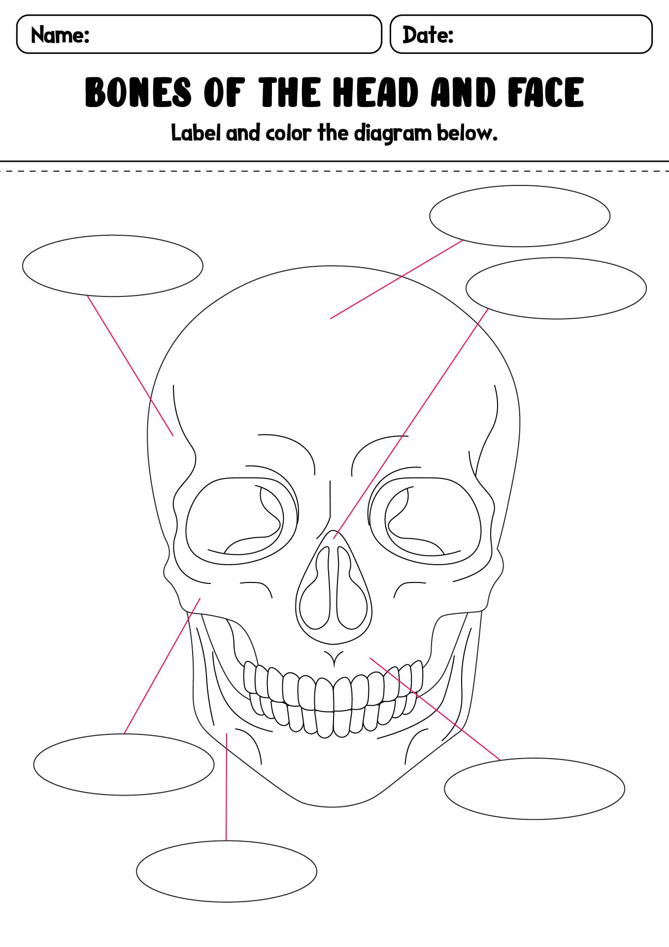 15 Best Images of Anatomy And Physiology Worksheet Packets - The