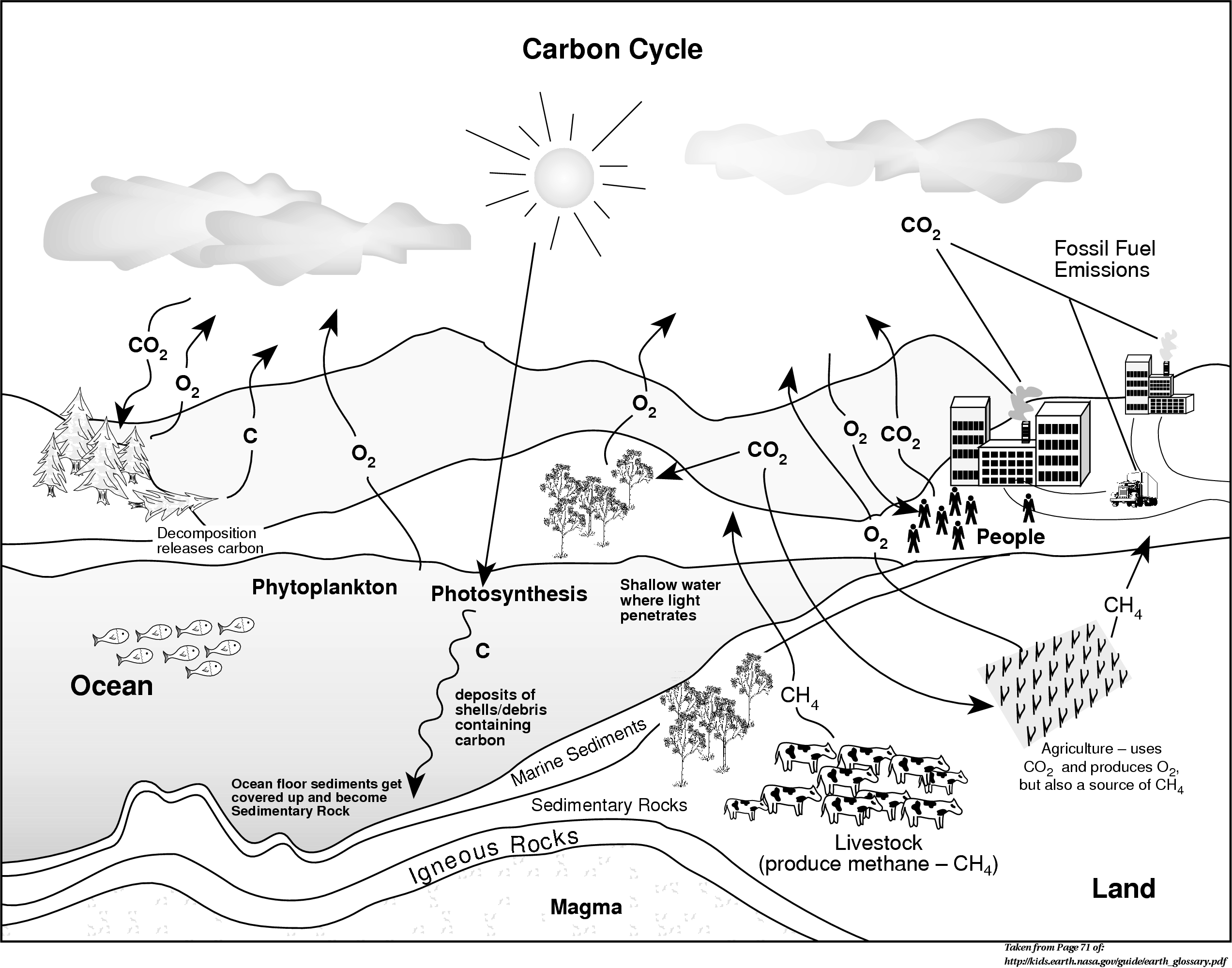 13 Best Images of Carbon Dioxide Cycle Worksheets - Carbon Dioxide