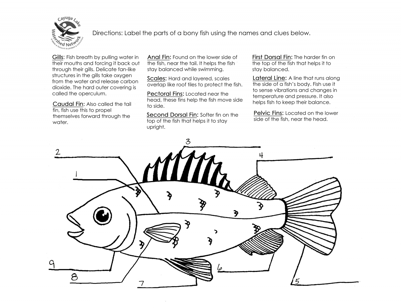 Fish Anatomy Coloring Worksheets