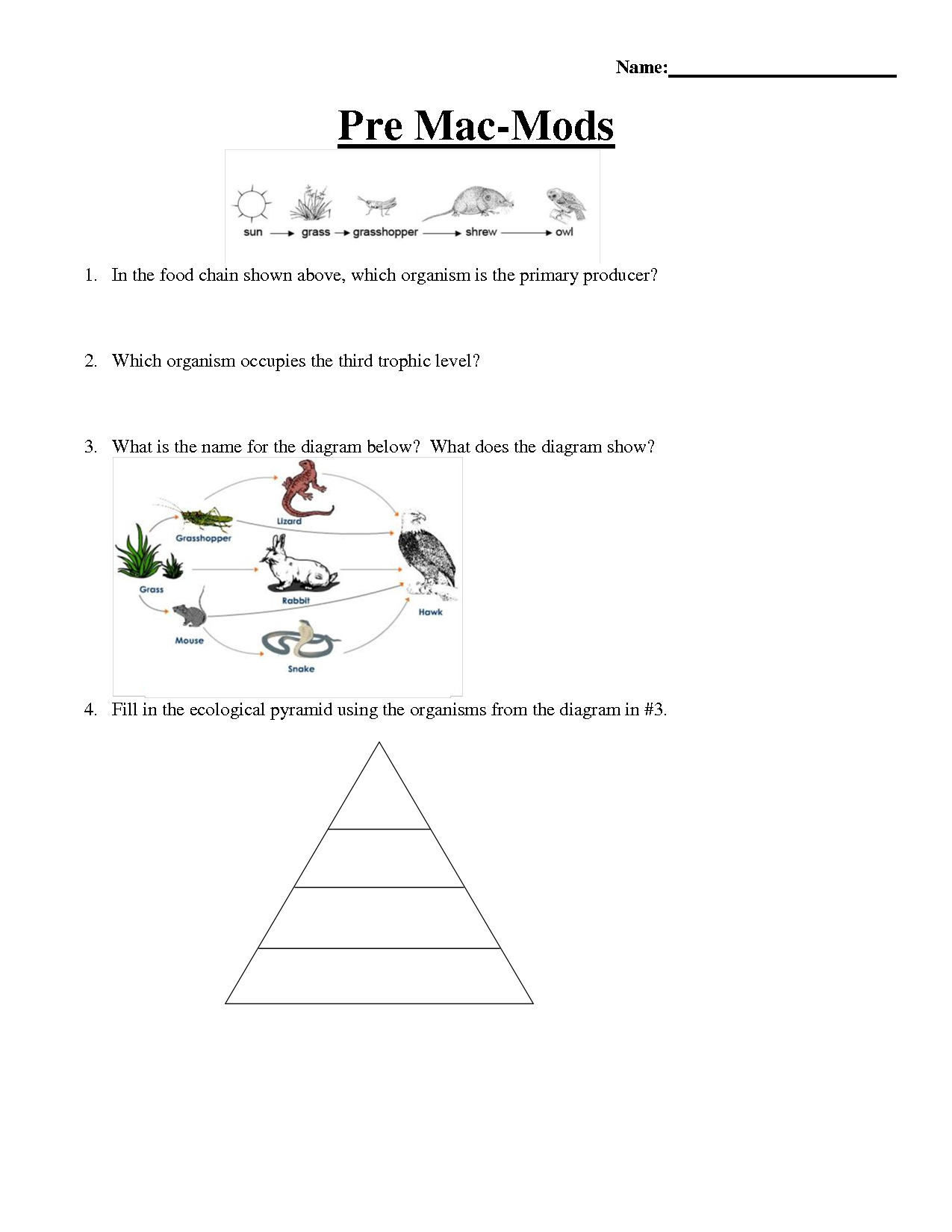 Food Chains And Webs Worksheet