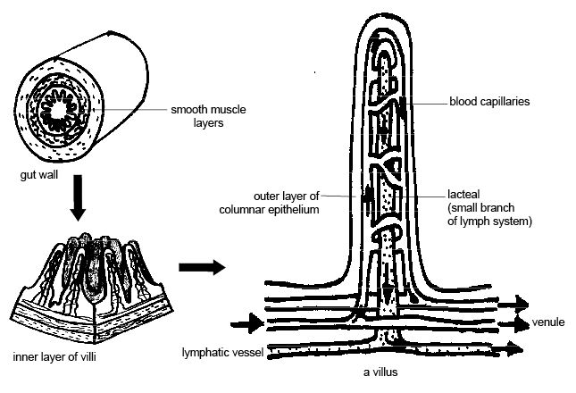 Small Intestine Wall Diagram
