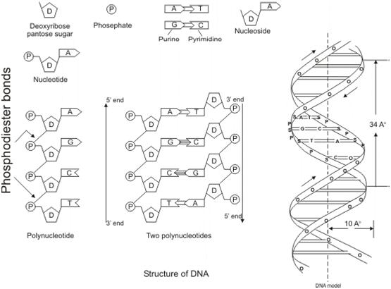 Structure of DNA Deoxyribonucleic Acid