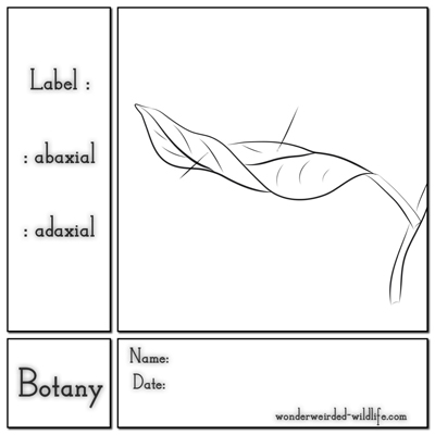 Free Printable Science Lab Worksheets