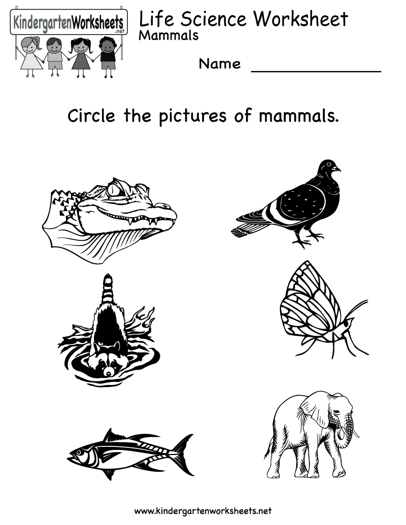 Kindergarten Science Worksheets Image