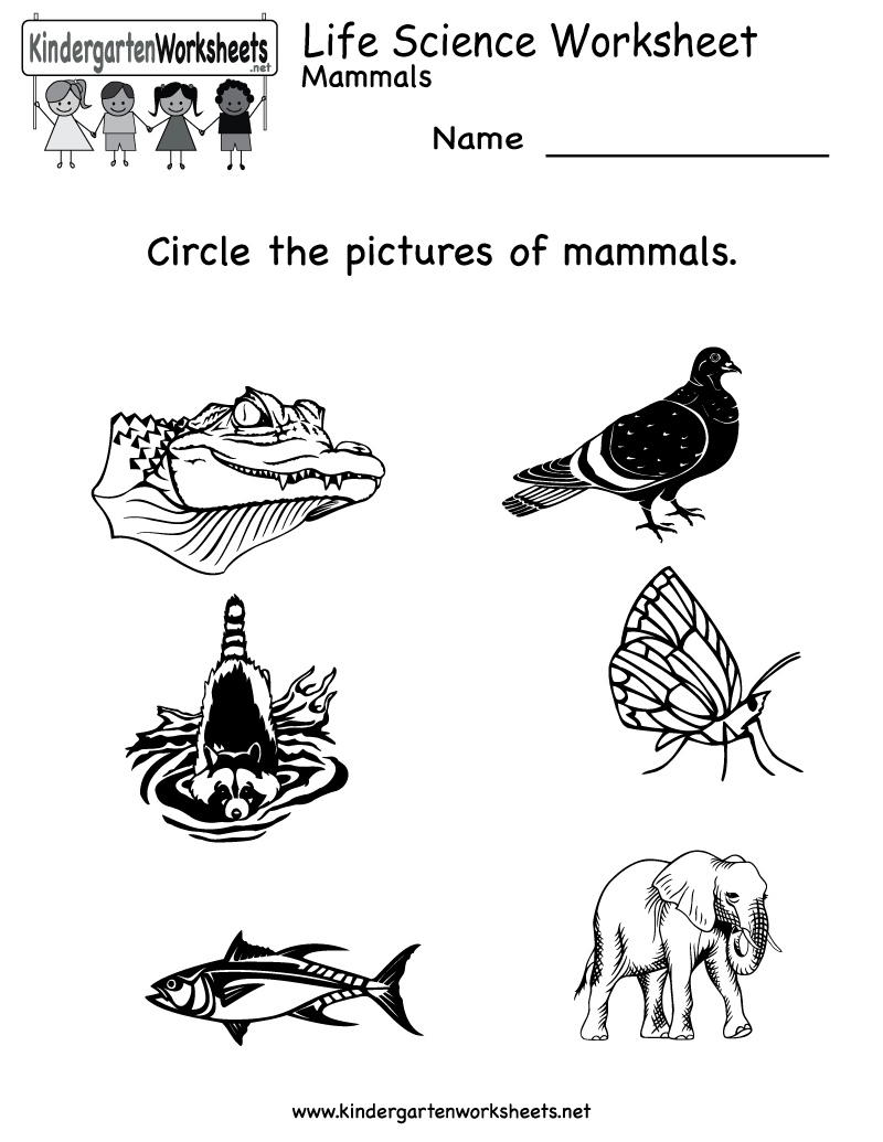 Kindergarten Science Worksheets