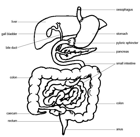 Pig Digestive System Anatomy Image