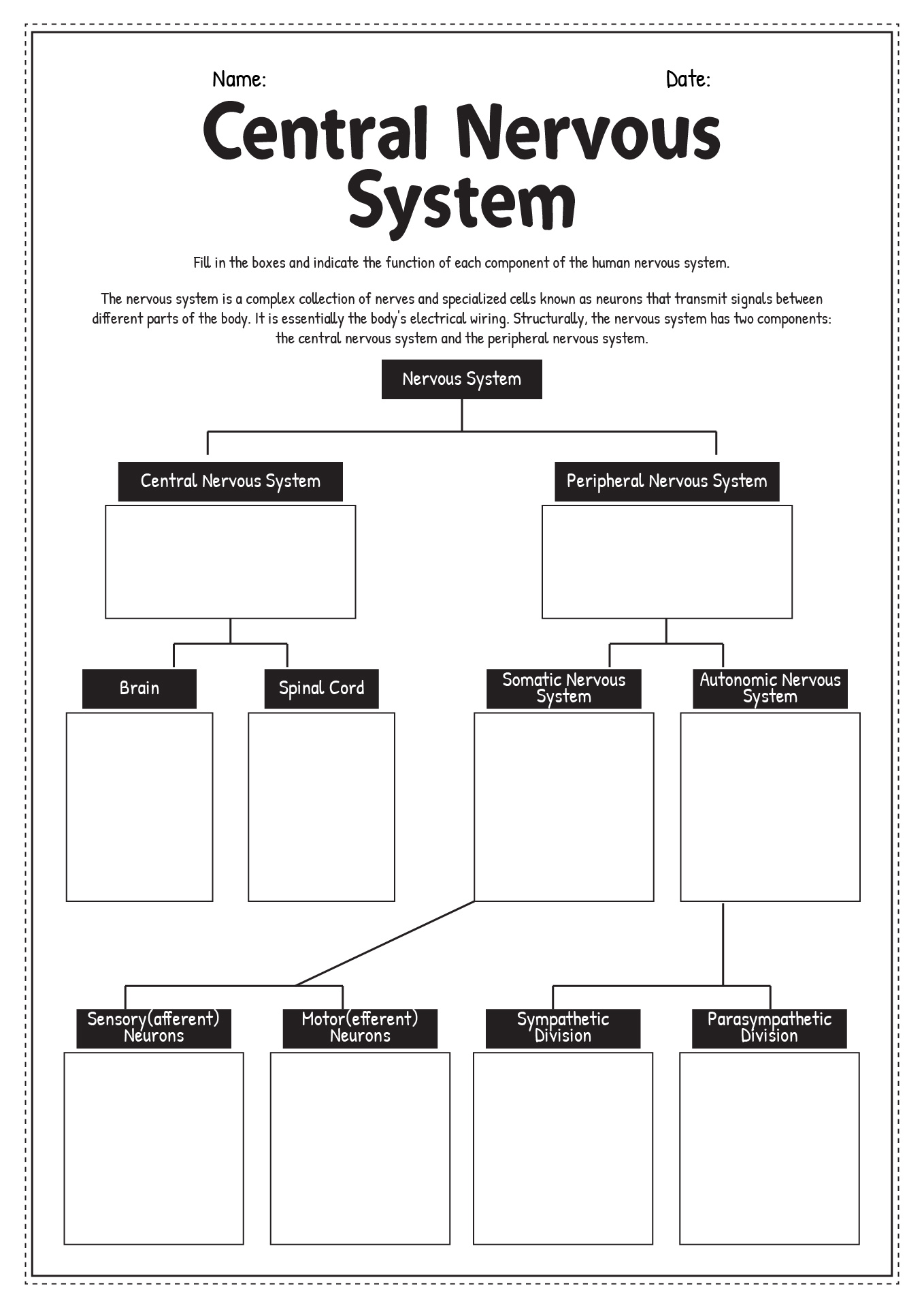 Central Nervous System Worksheet