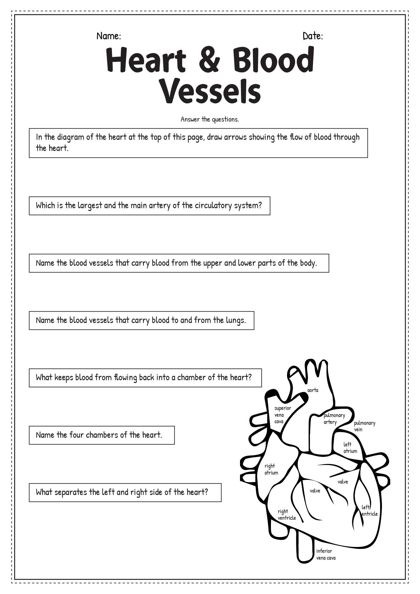 Heart and Blood Vessels Worksheet
