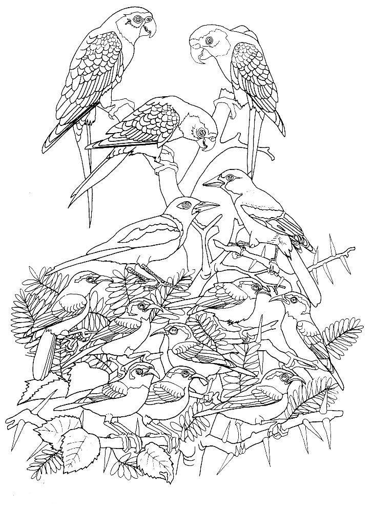 Oiseau Coloriage a Imprimer Image