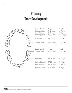 Primary Teeth Eruption Chart Image