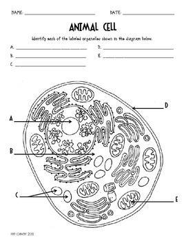 Blank Plant Cell Diagram to Label Image