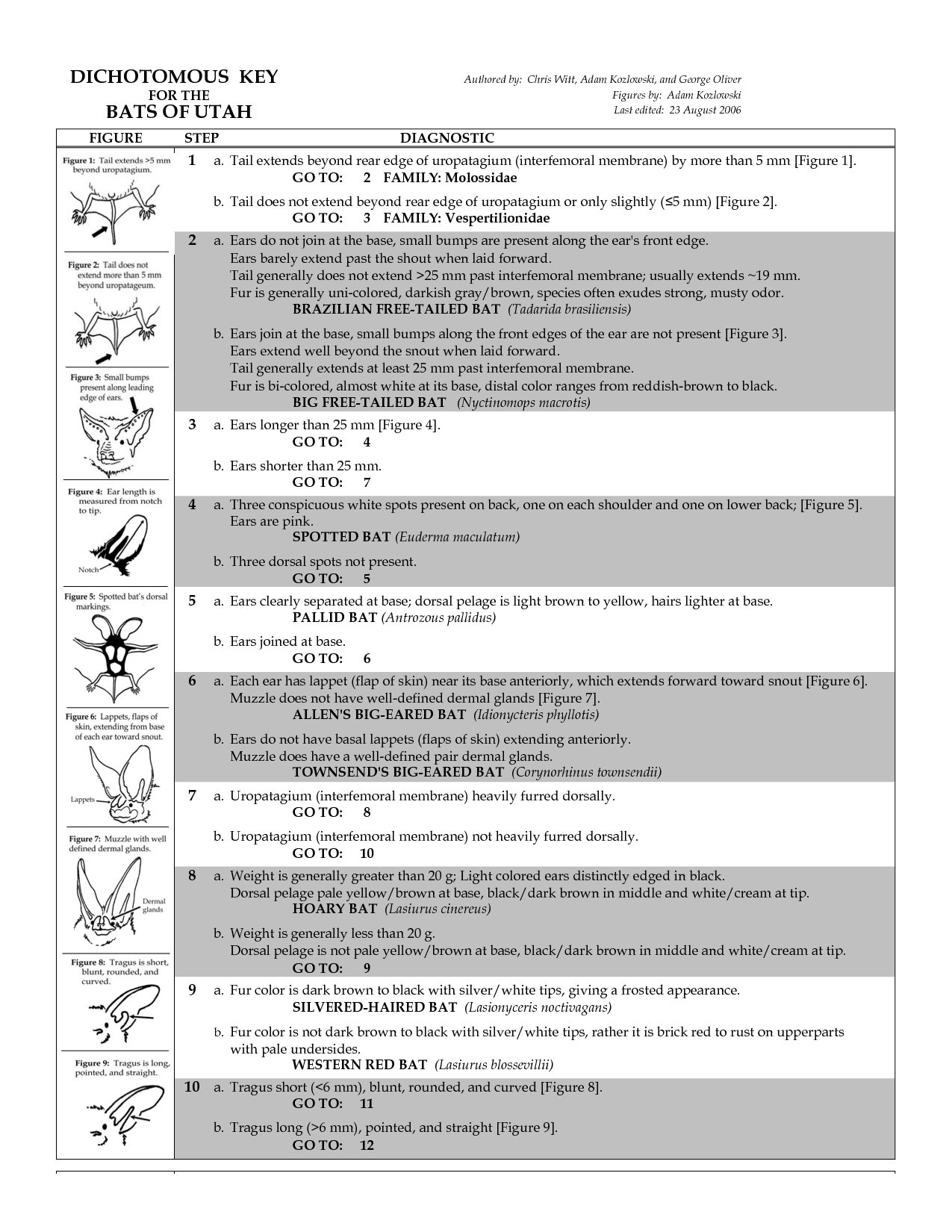 15 Dichotomous Key Activity Worksheet /