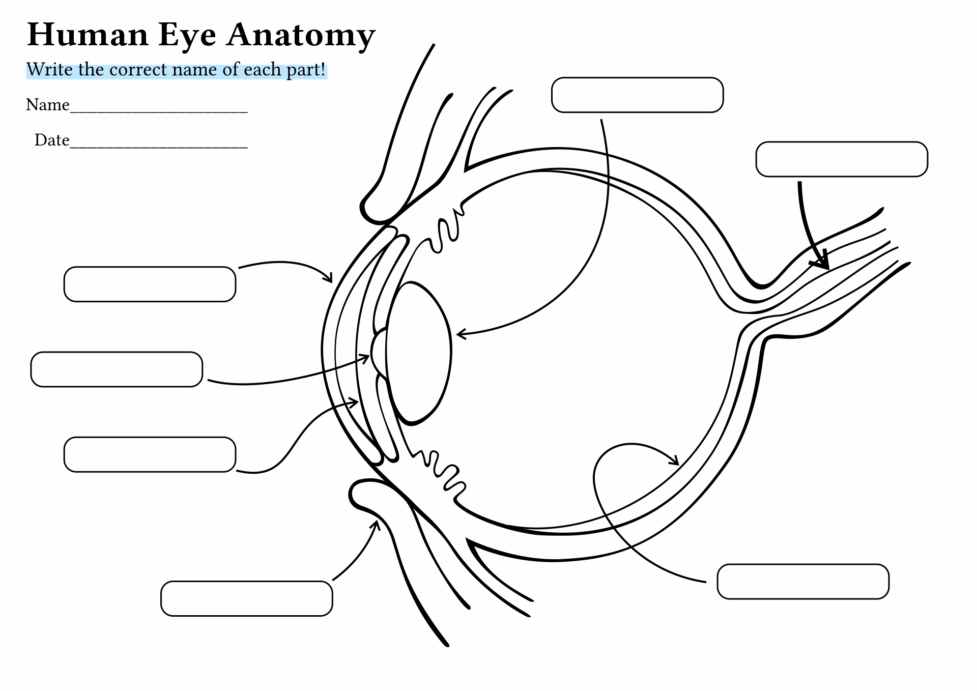 Human Eye Diagram Unlabeled