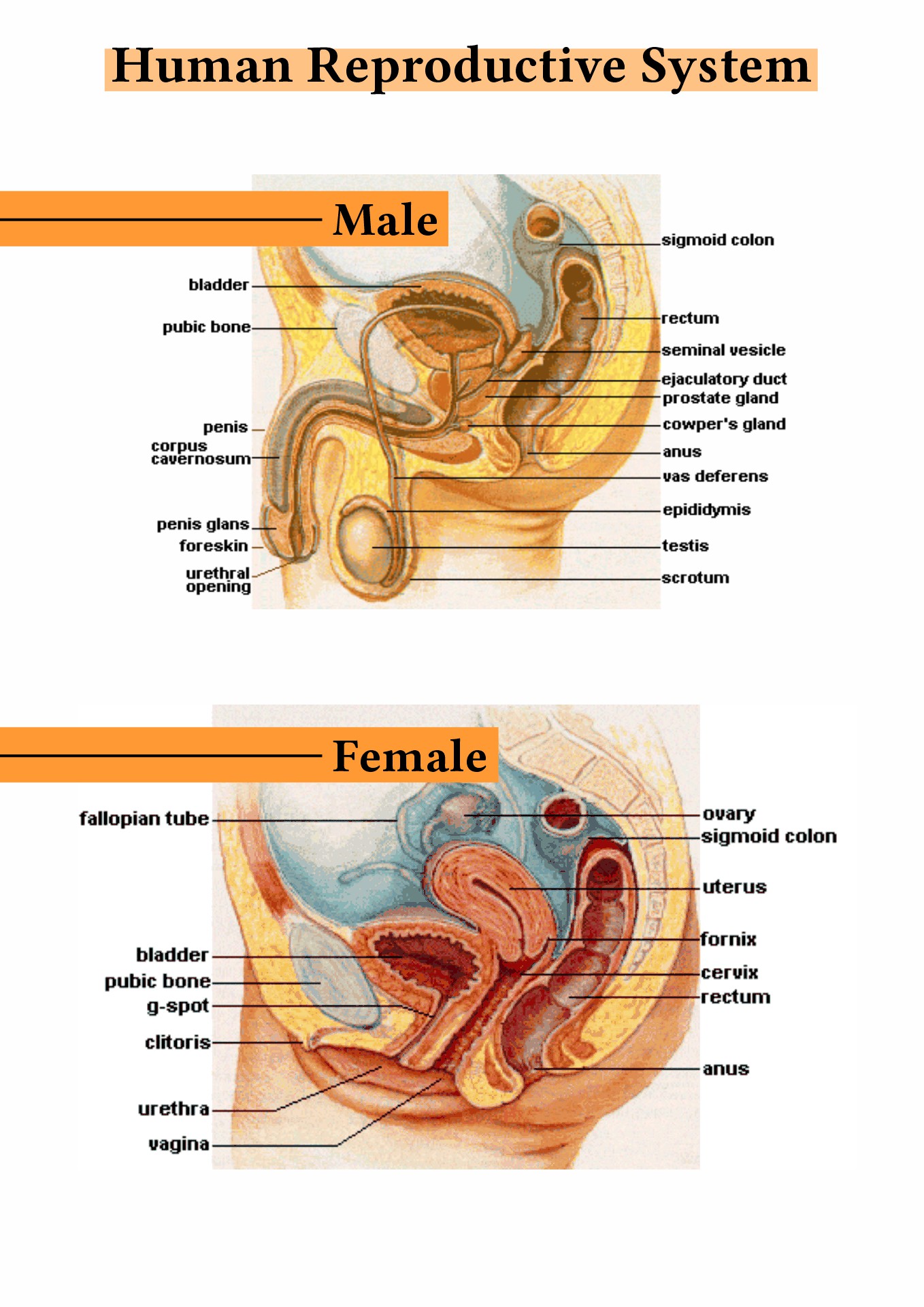 Male and Female Reproductive System Functions Image