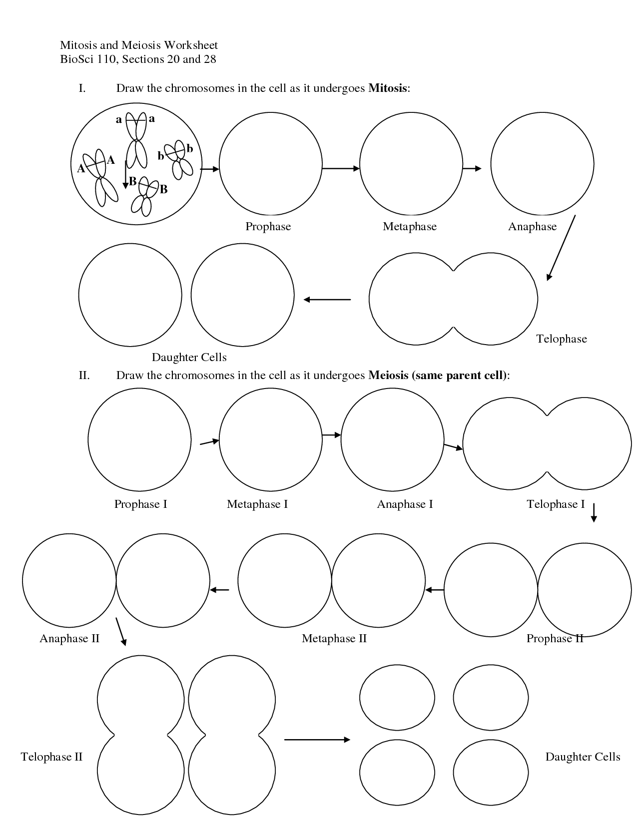 Meiosis and Mitosis Worksheet Answers Image