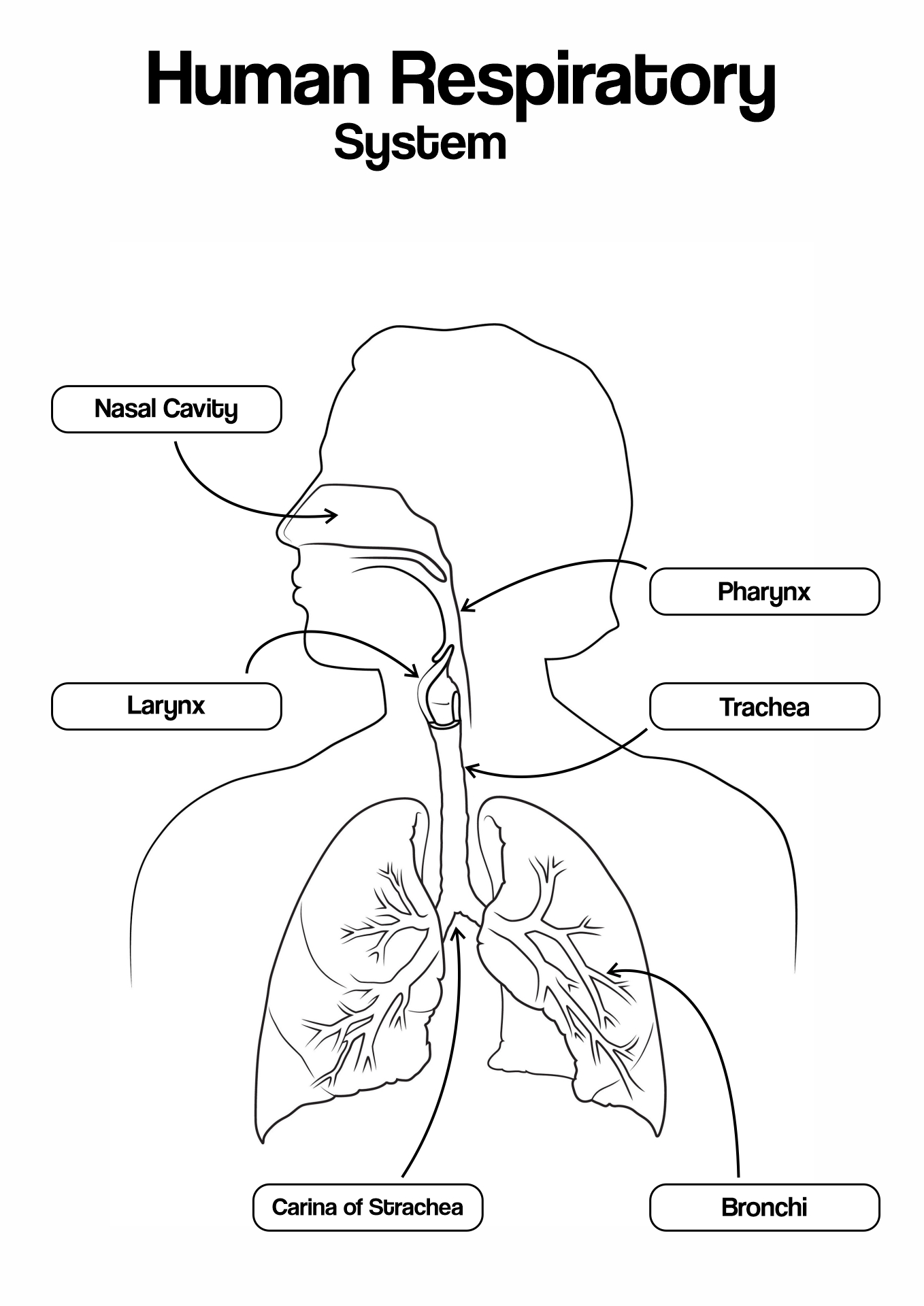 Parts of the Human Respiratory System Image