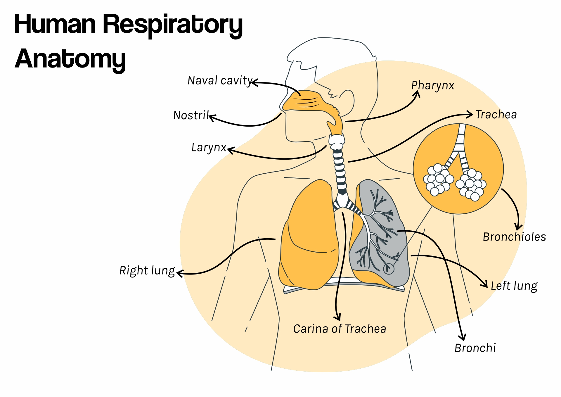 Parts of the Human Respiratory System
