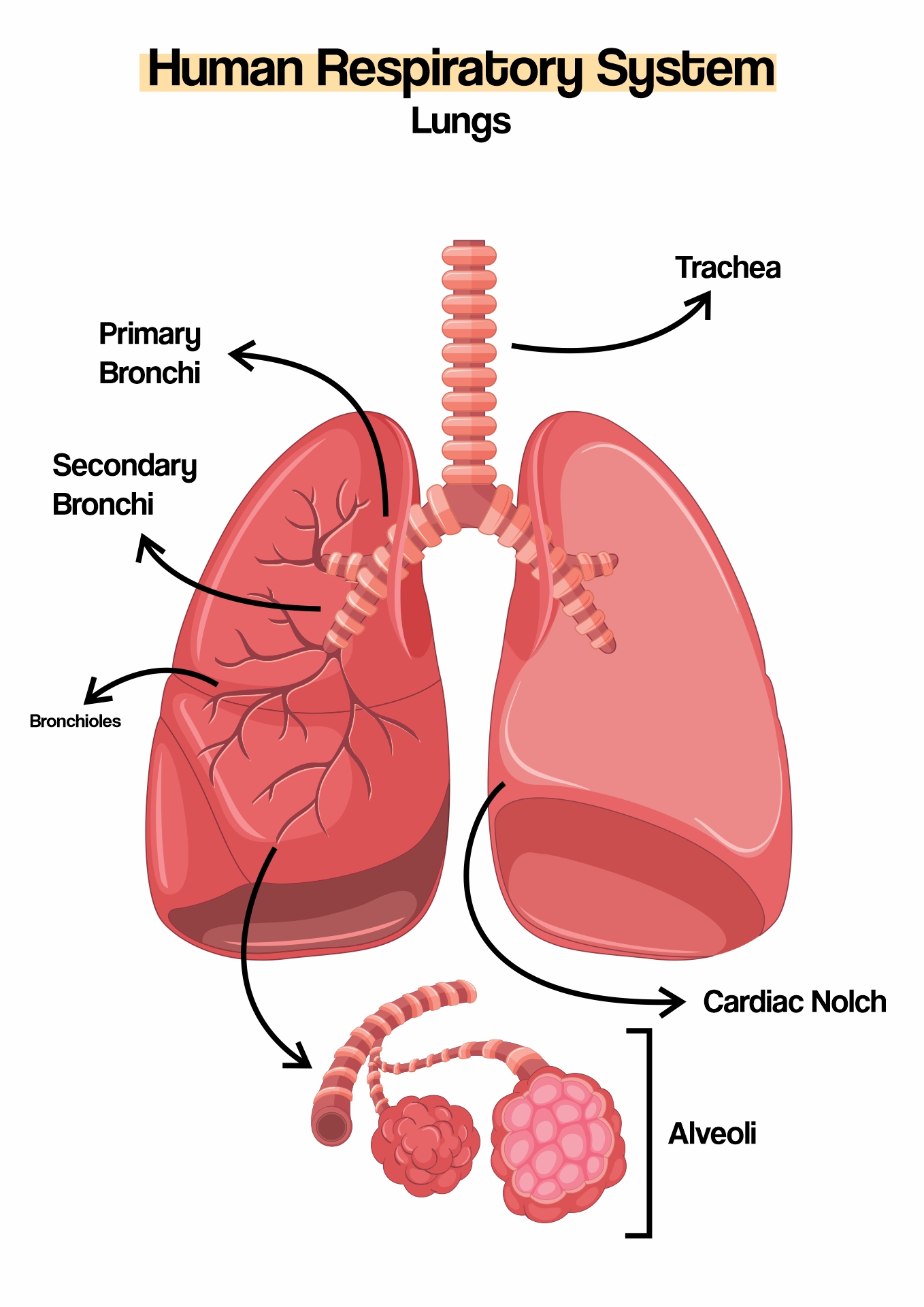 Parts of the Human Respiratory System Image