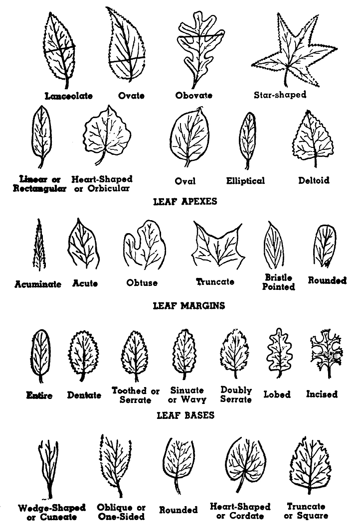 Tree Leaf Shapes Identification Image