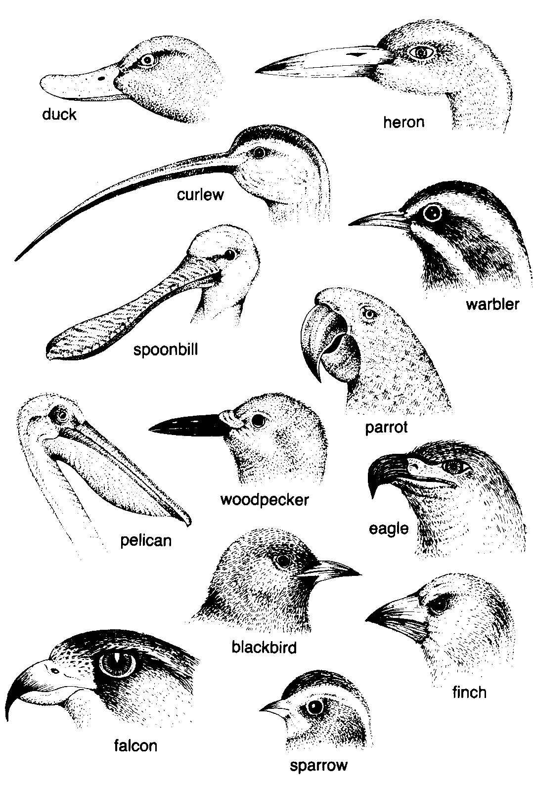 Bird Beak Adaptations Worksheet
