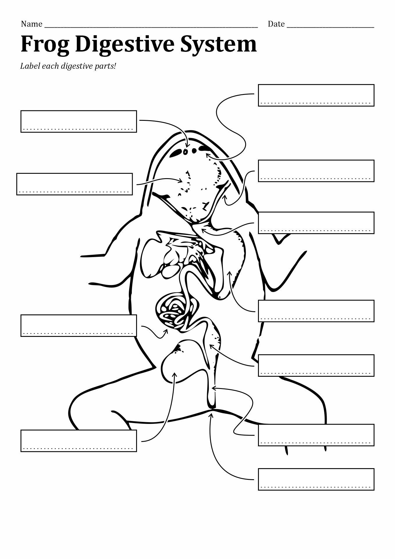 Frog Digestive System Worksheet