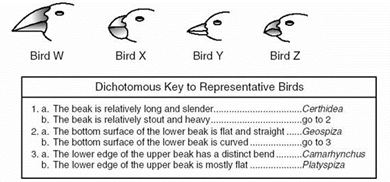 Dichotomous Key Birds Image