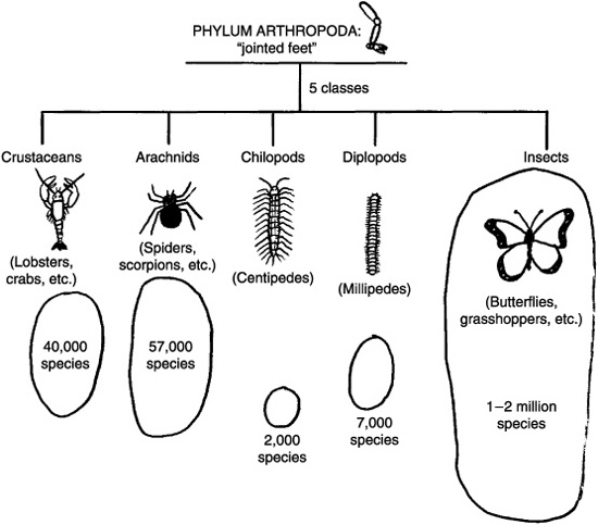 Five Classes of Arthropods Image