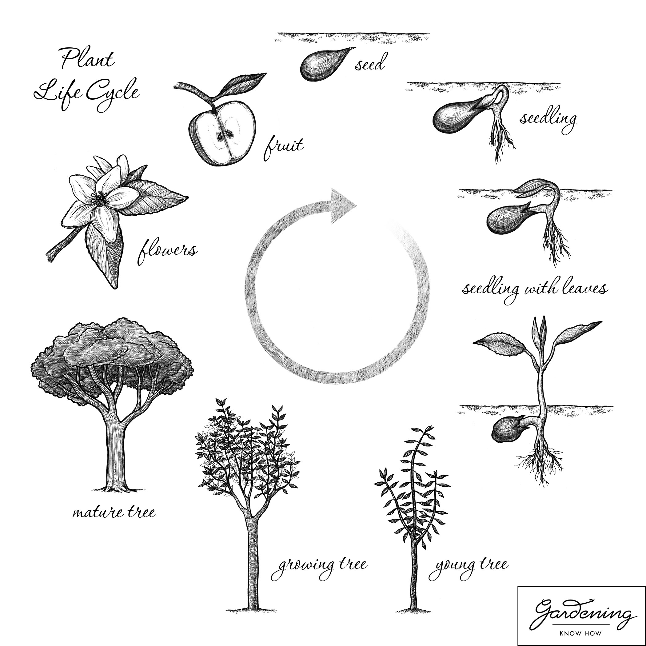 worksheet-plant-parts-worksheet24