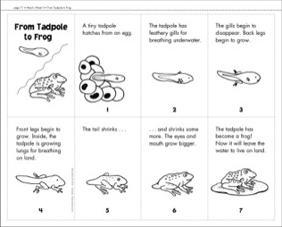 From Tadpole to Frog Book Printable Image
