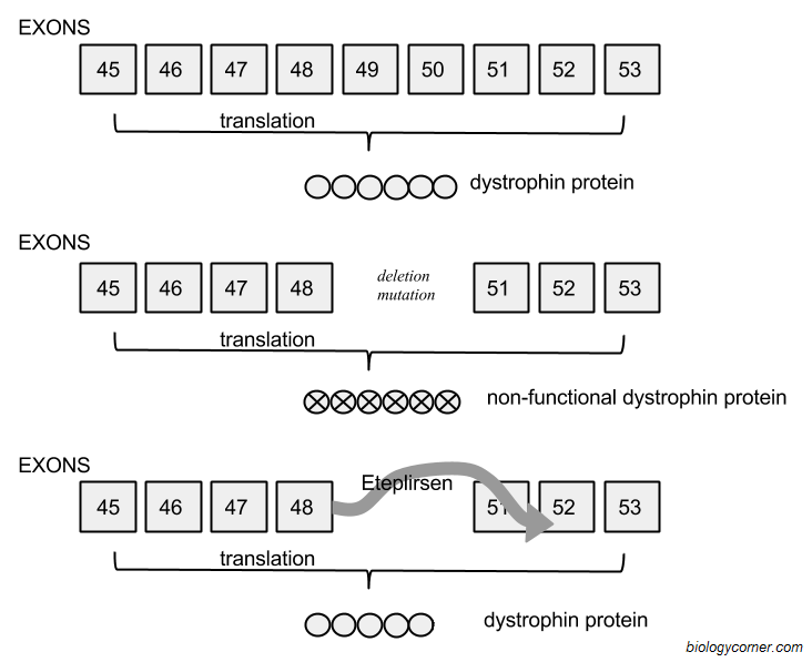 Gene Mutations Worksheet Answer Key Image
