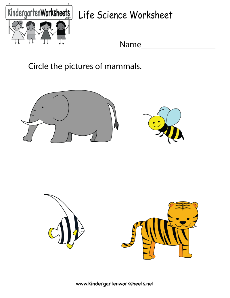 Kindergarten Science Worksheets