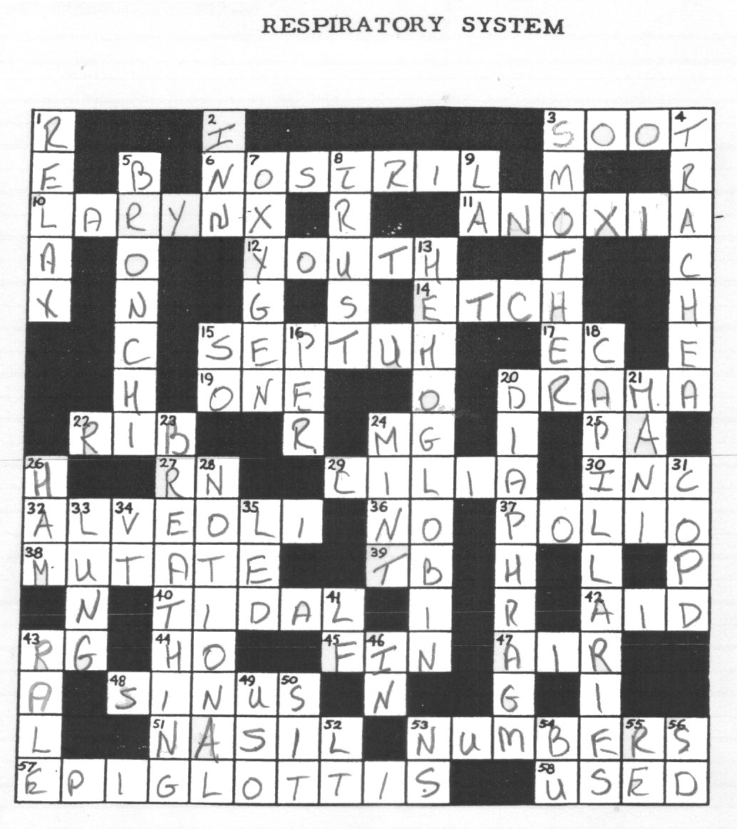 Respiratory System Crossword Puzzle Answer Key Image