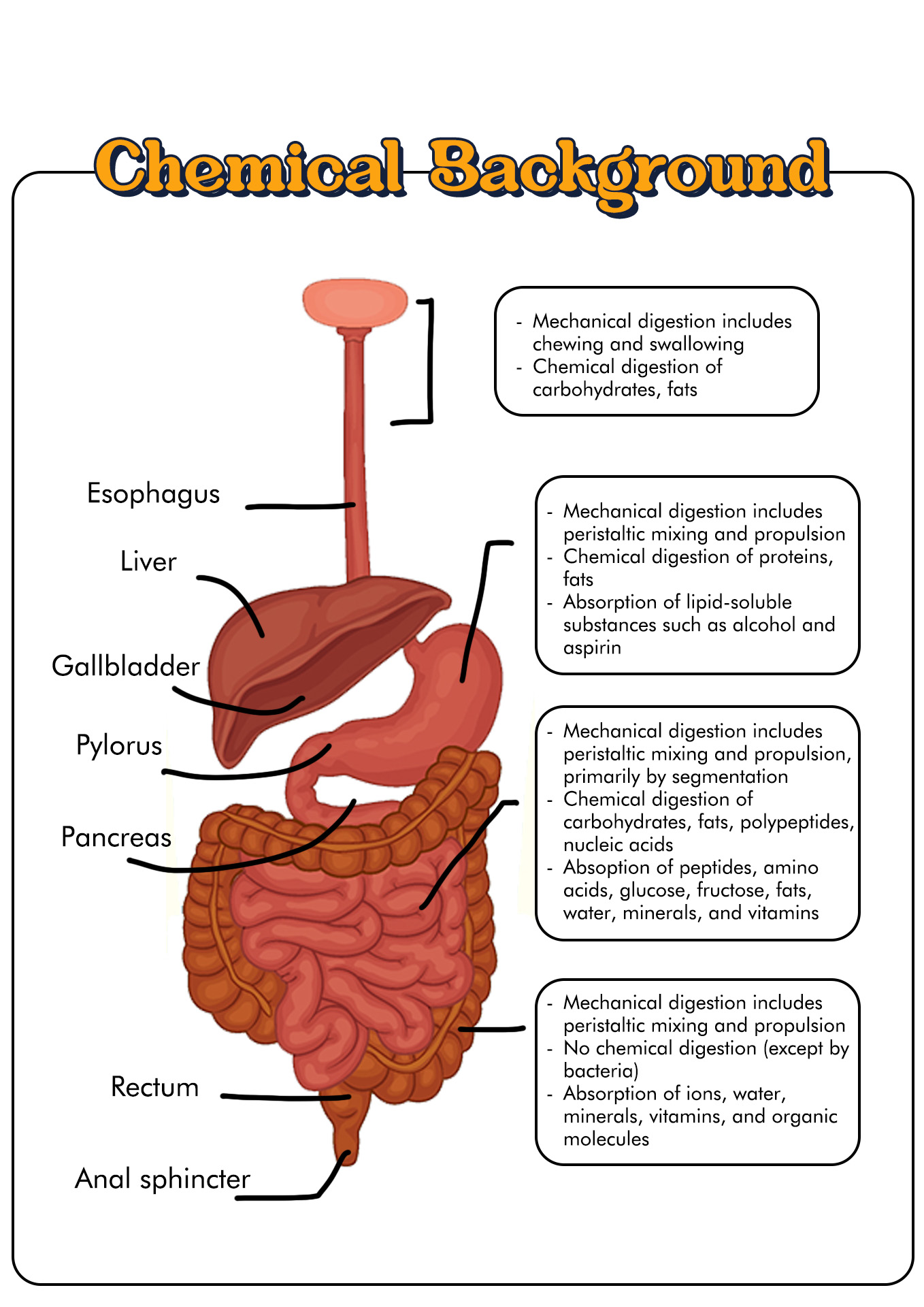 Chemical Breakdown in Digestive System Image