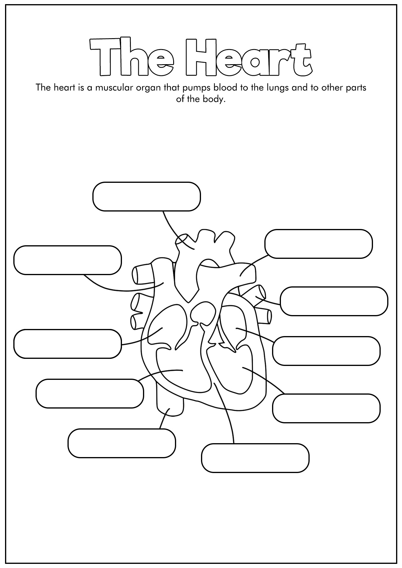 Circulatory System Worksheet Answer Key Image