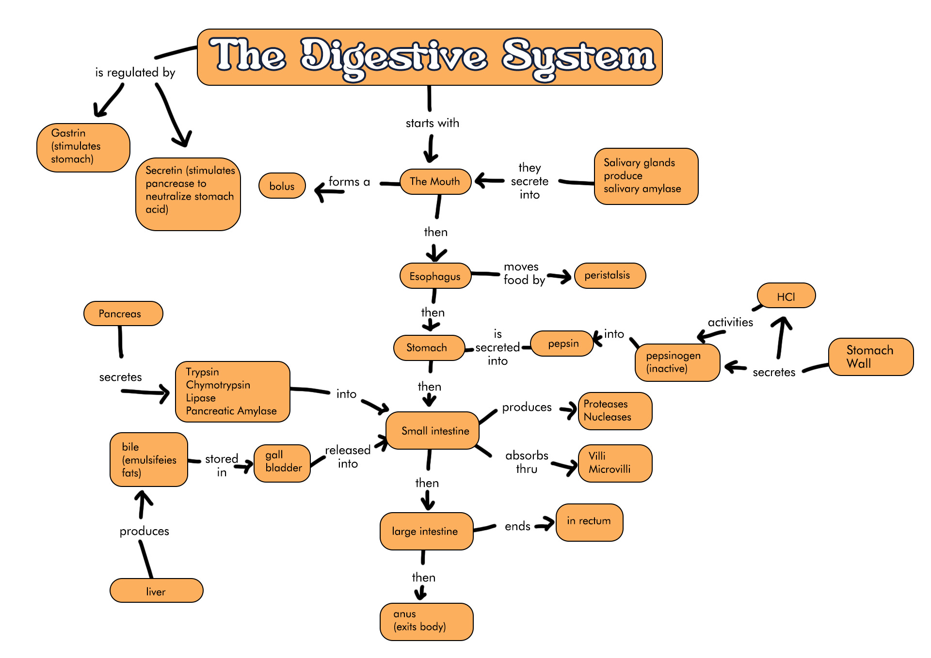 Digestive System Concept Map Answers Image