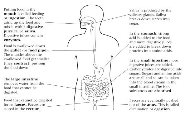 Food for Thought the Digestive System Worksheet Image