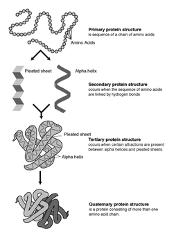 Four Levels Protein Structure Image