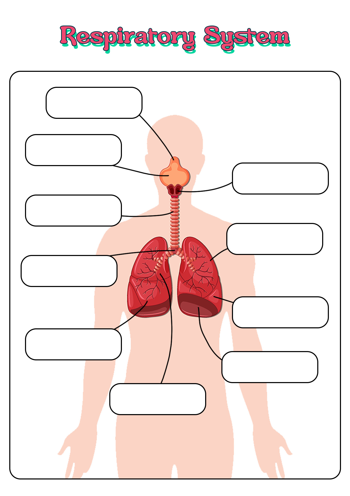 Respiratory System Blank Diagram Image