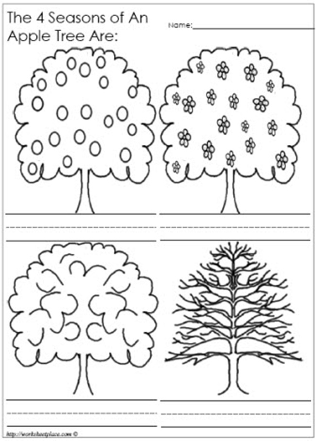 Apple Tree Seasons Worksheet Image