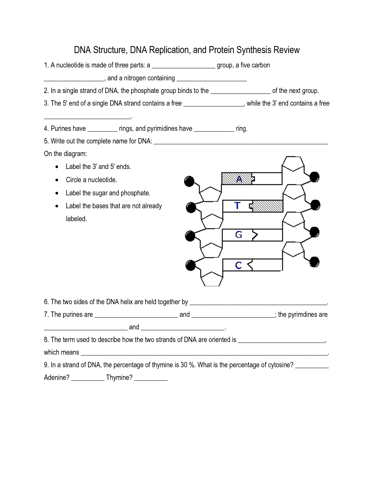 DNA Structure and Replication Worksheet Image