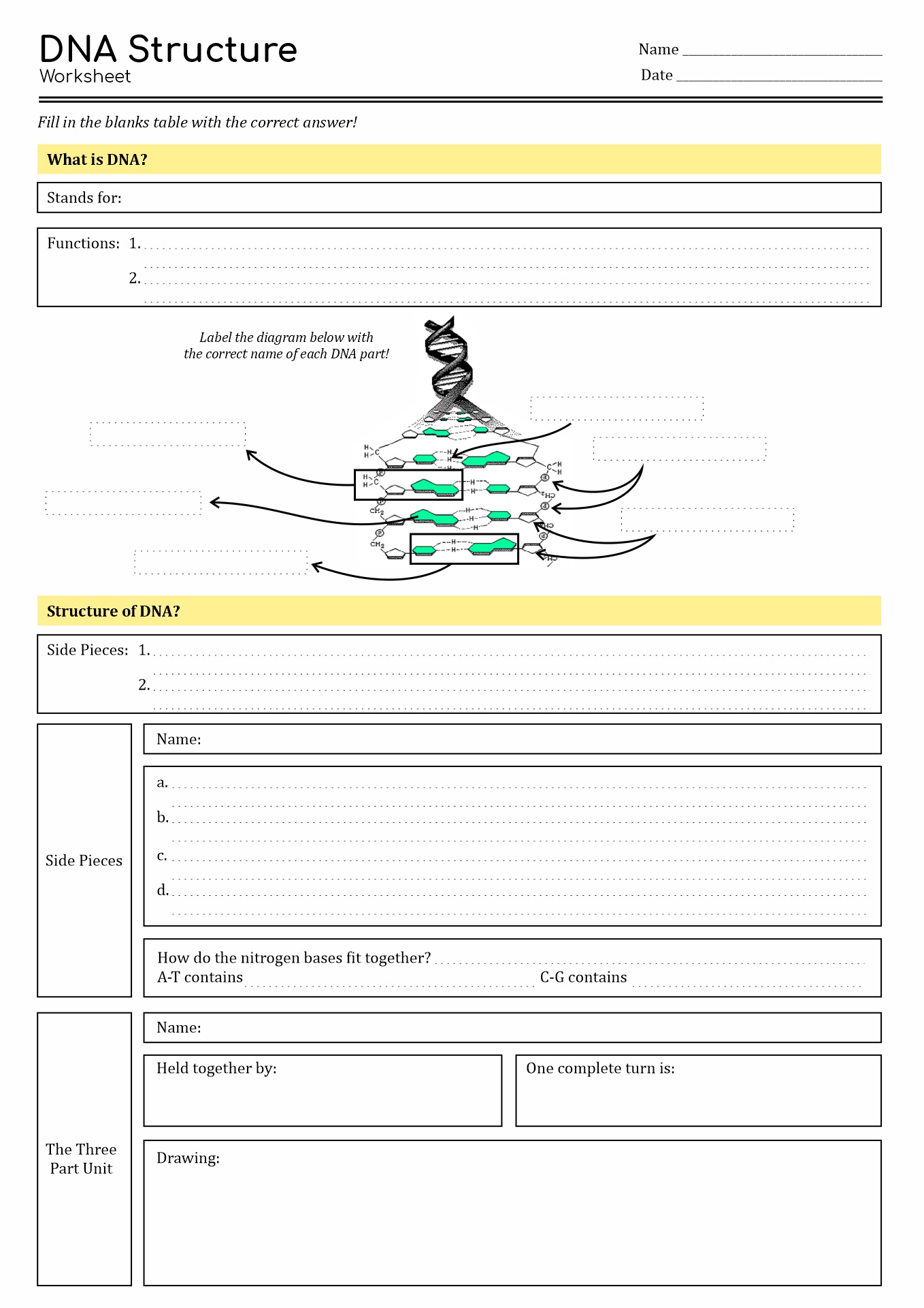 DNA Structure Worksheet Answers Image